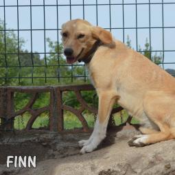Finn - Perros en adopción
