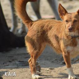 Kaia - Perros en adopción