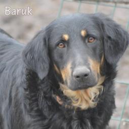 BARUK - Perros en adopción