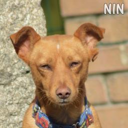 NIN - Perros en adopción