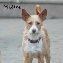 MILLET - Perros en adopción