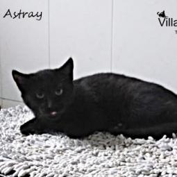ASTRAY - Gatos en adopción