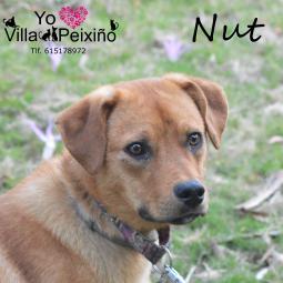 NUT - Perros en adopción