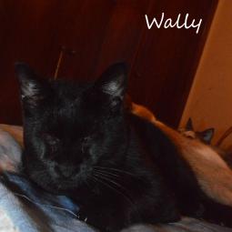 WALLY - Gatos en adopción