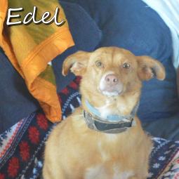 EDELWEISS - Perros en adopción