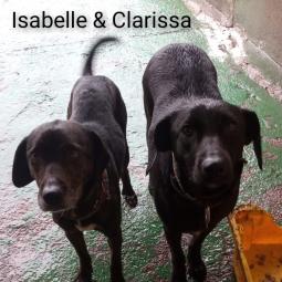 ISABELLE Y CLARISSA - Perros en adopción