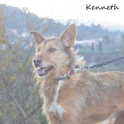 KENNETH - Perros en adopción
