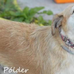 POLDER - Perros en adopción