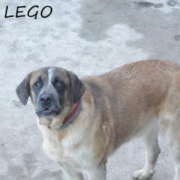 LEGO - Perros en adopción