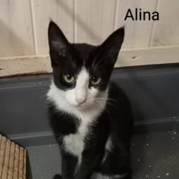 ALINA - Gatos en adopción