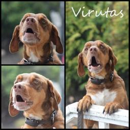 VIRUTAS - Perros en adopción