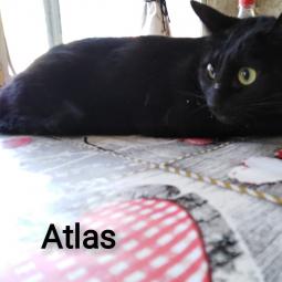 ATLAS - Gatos en adopción